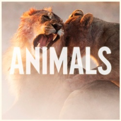Обложка трека 'MAROON 5 - Animals (Danny Olson rmx)'